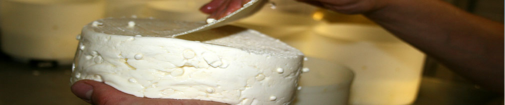 Fromage de Munster en fabrication